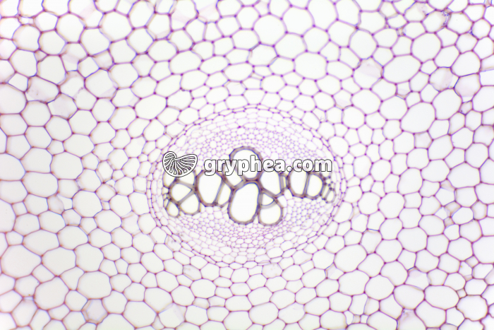 Racine de Fougère x40 - gryphea.com